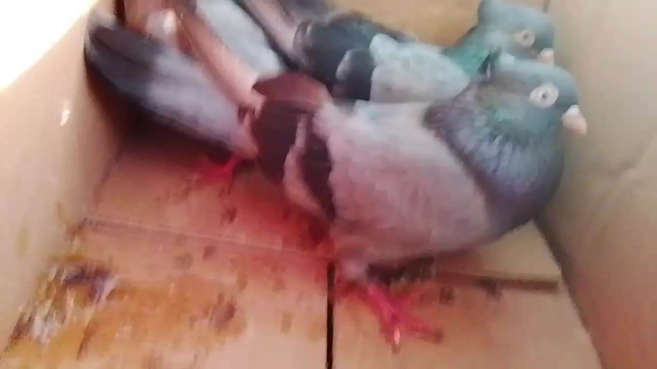 ملاقی|پرنده|خورموج, |دیوار