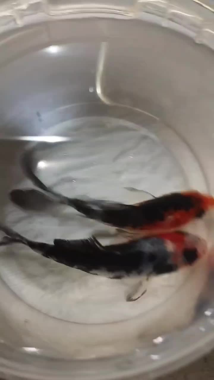 ماهی کوی|ماهی|شیروان (خراسان), |دیوار