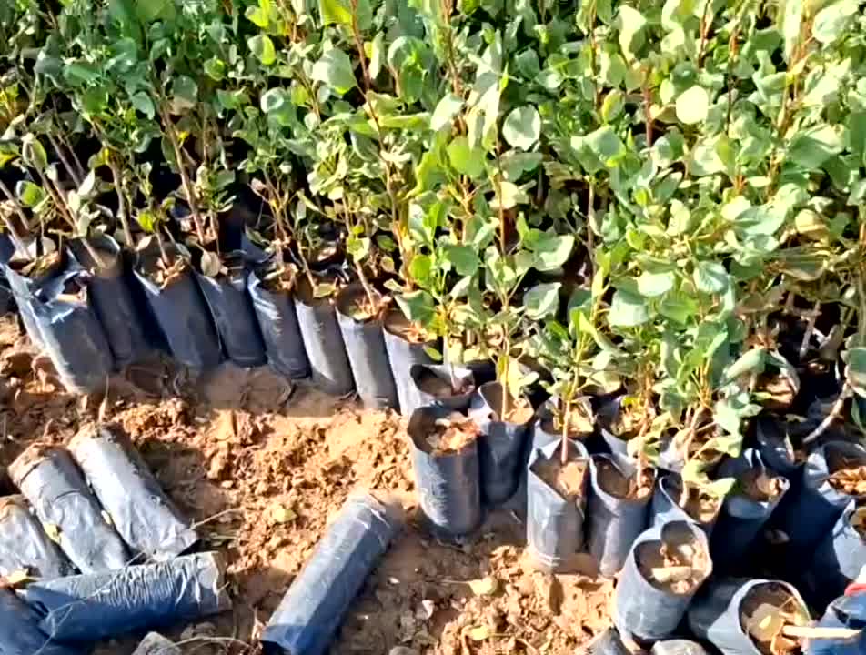 نهال پسته7 ماهه|خدمات باغبانی و درختکاری|خواف, |دیوار