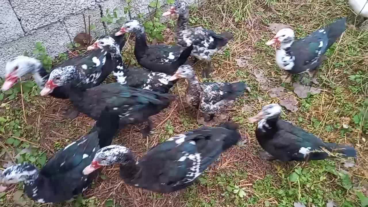 اردک|حیوانات مزرعه|طاهرگوراب, |دیوار