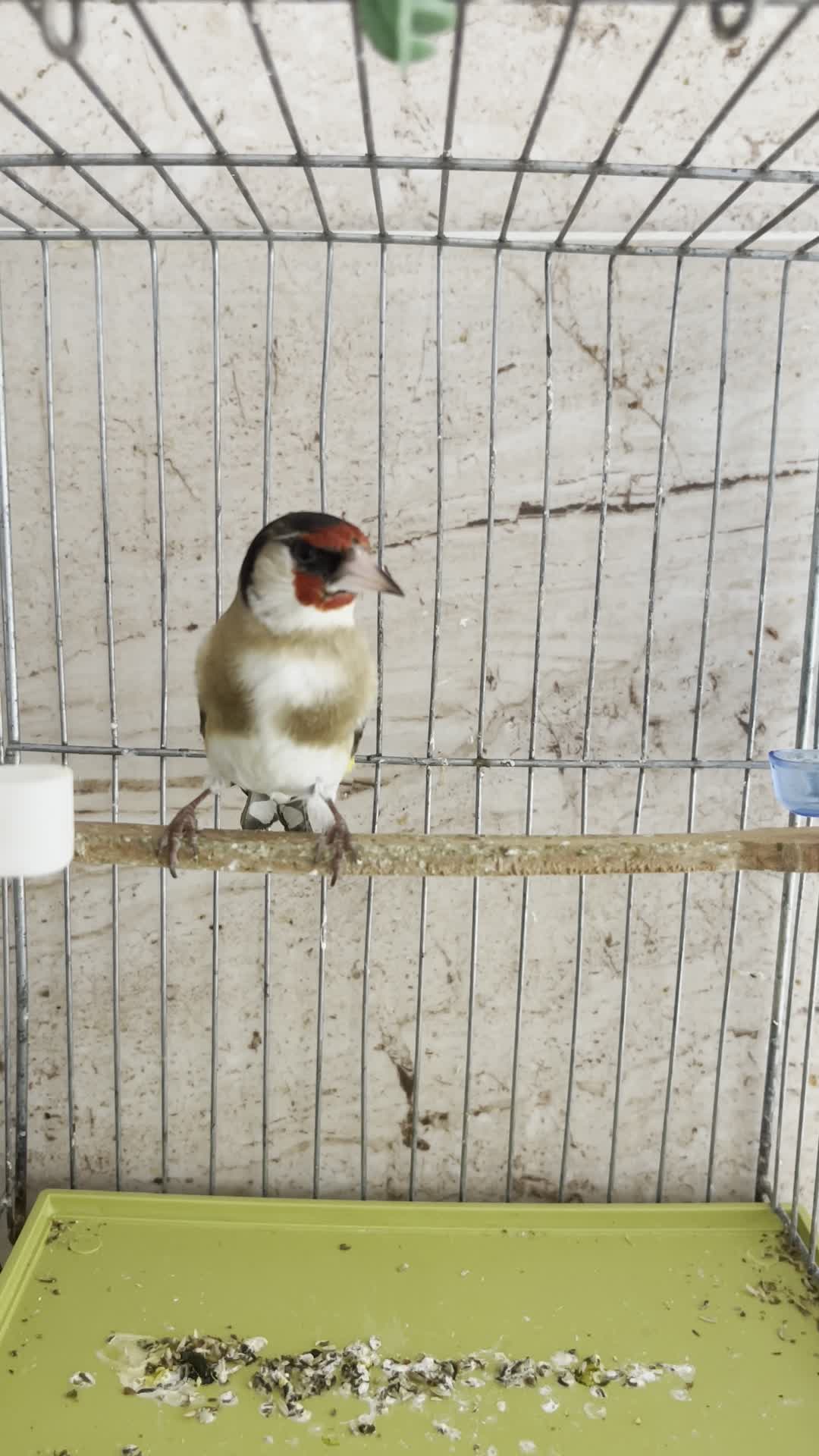 سهره زاغ|پرنده|شیراز, گویم|دیوار