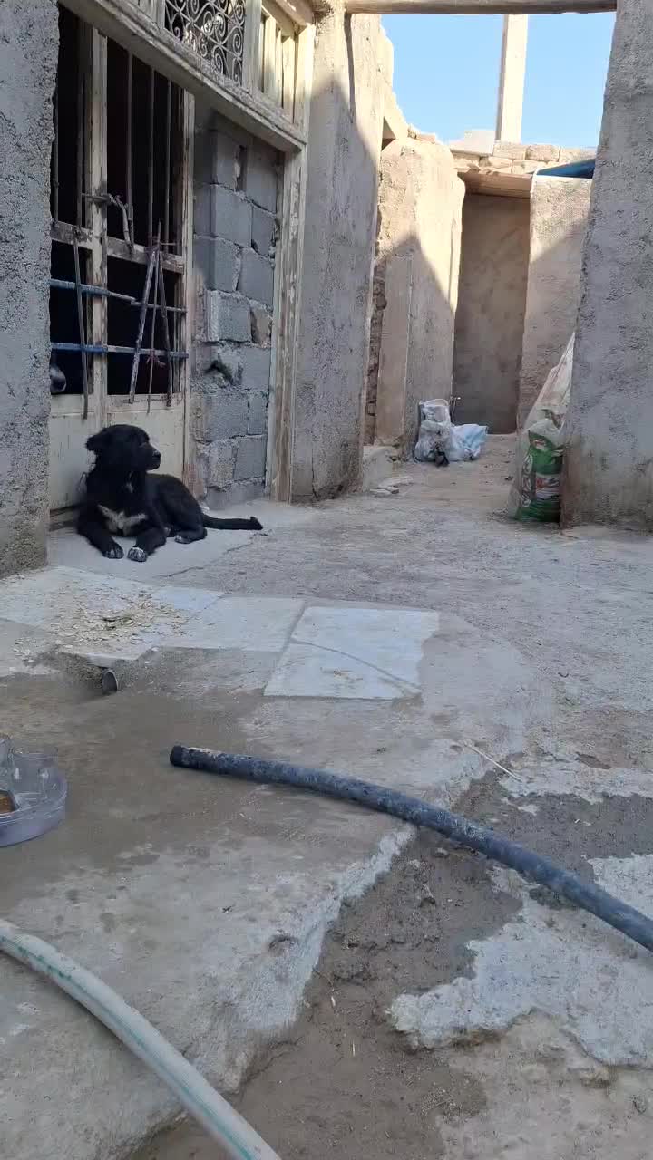 میش بره بز سگ|حیوانات مزرعه|مبارکه, |دیوار