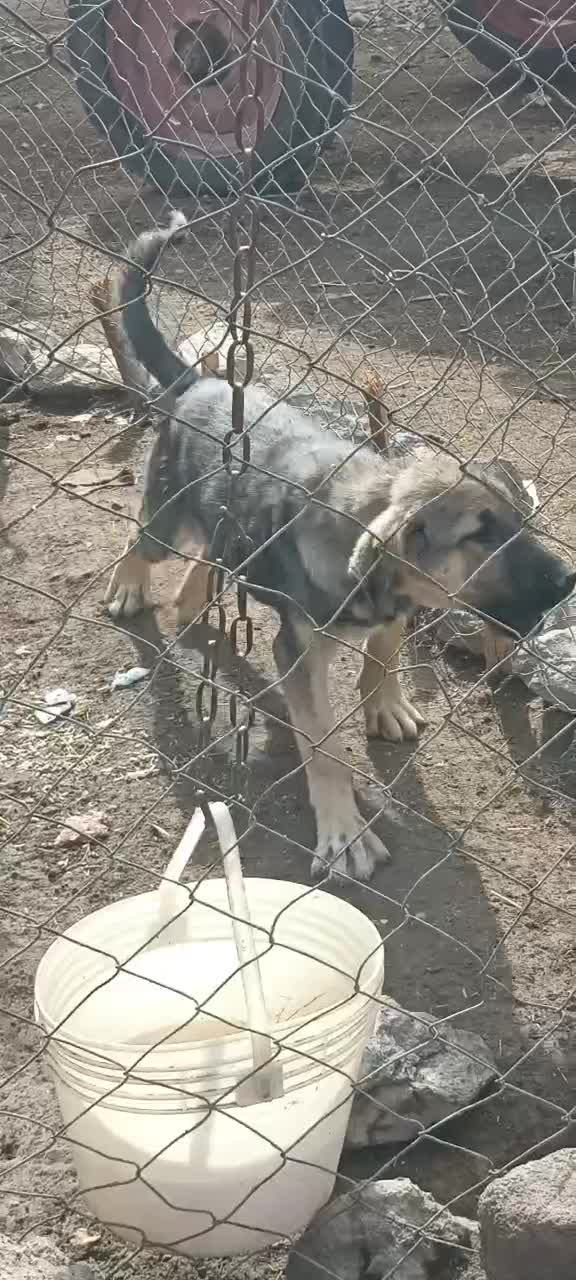 توله ماده 3ماهه پشدر|سگ|صومای برادوست, |دیوار