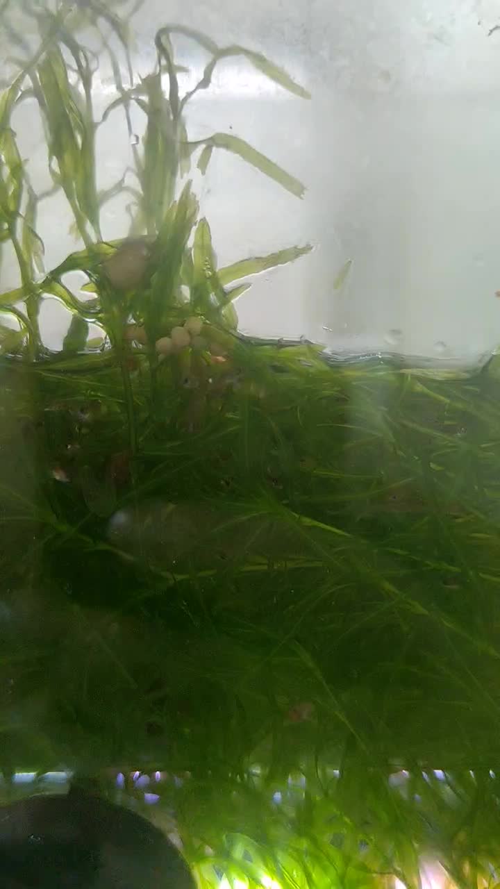 بچه گپی دونه‌ای ۱۰ هزار تومان|ماهی|دزفول, |دیوار