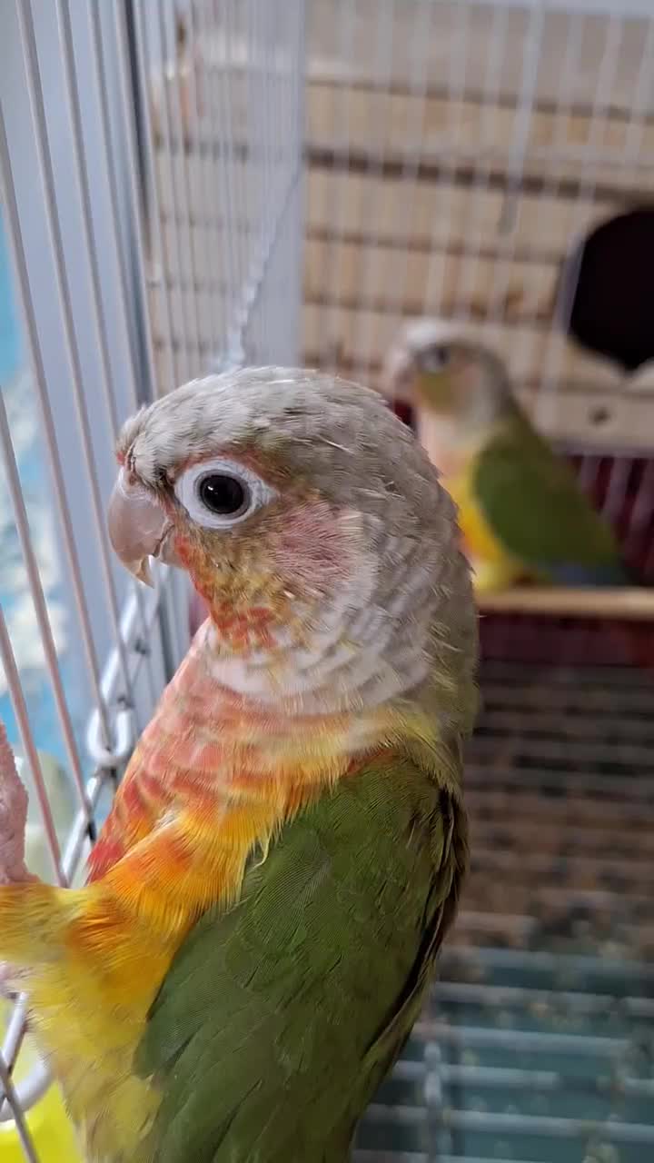 گرینچیک|پرنده|فردیس, شهرک وحدت|دیوار