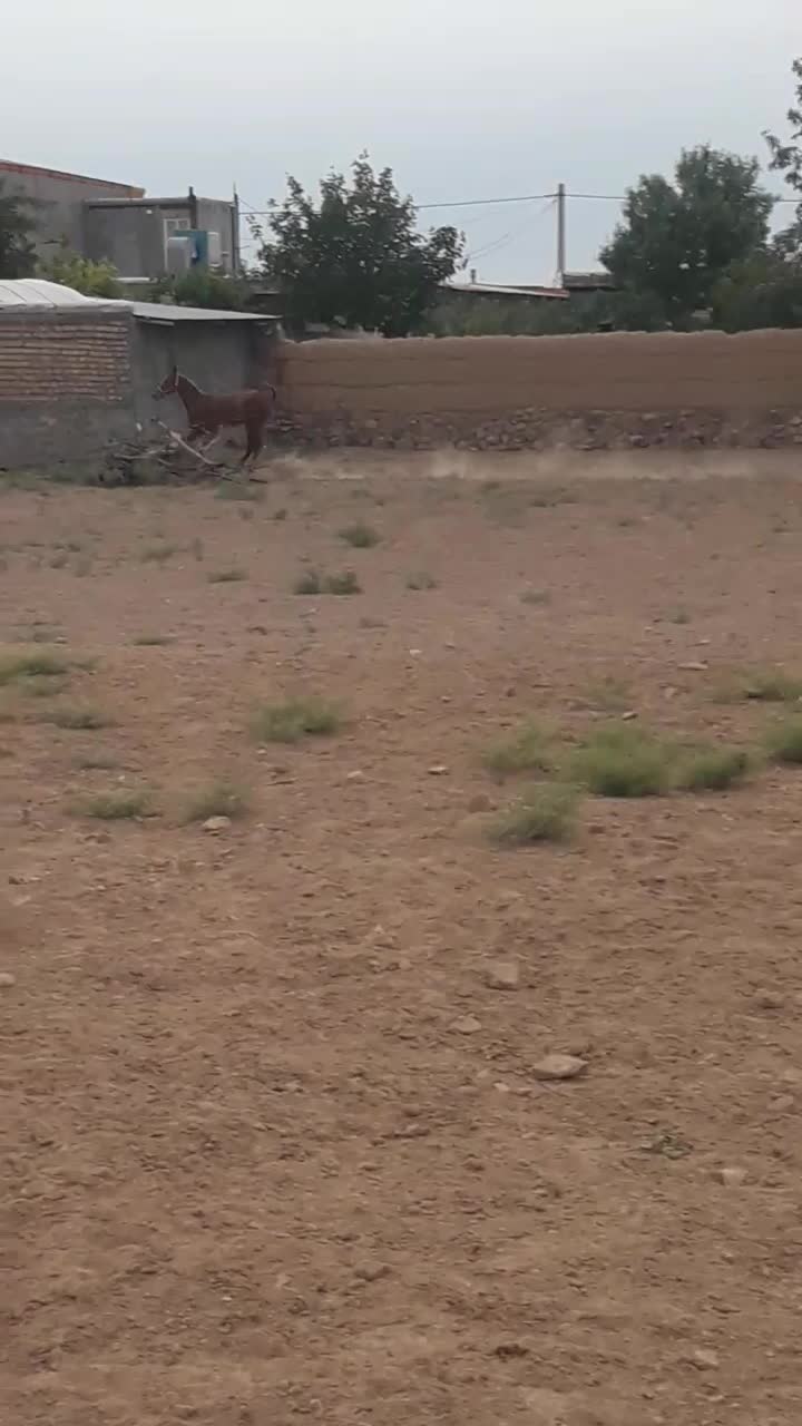 اسب|اسب و تجهیزات اسبسواری|معصومیه, |دیوار