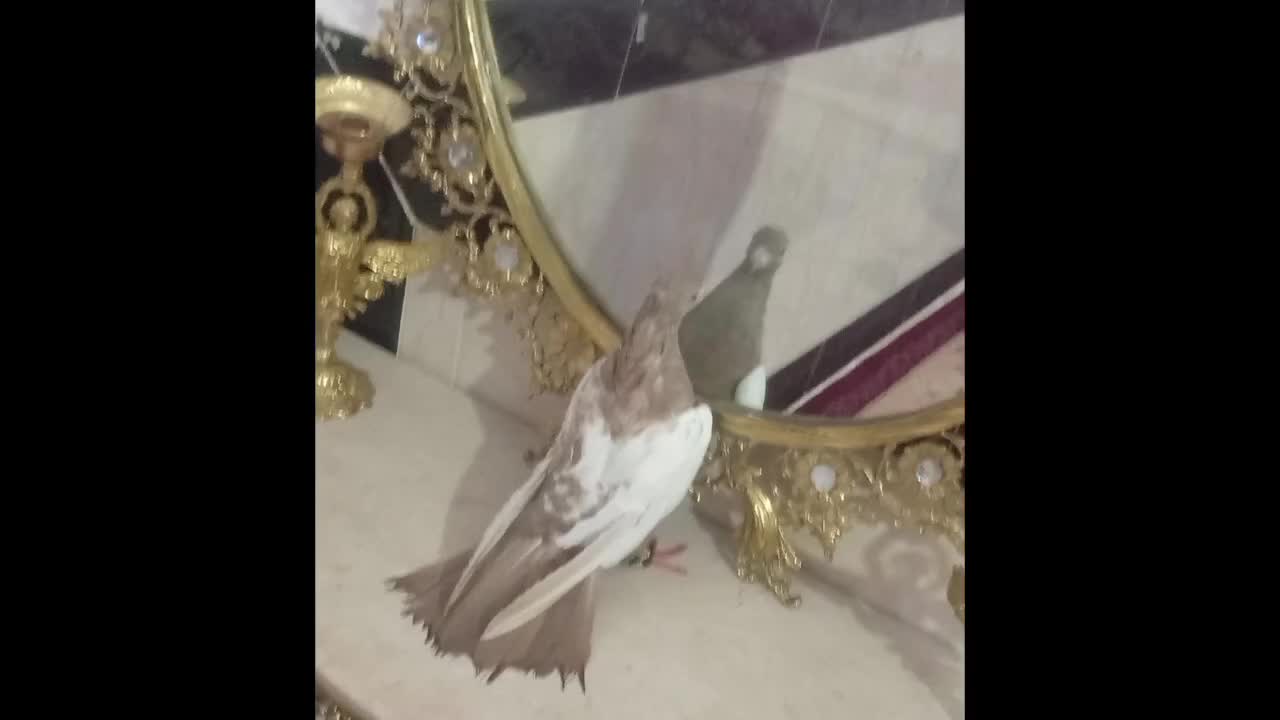 مفت|پرنده|خرمآباد, |دیوار