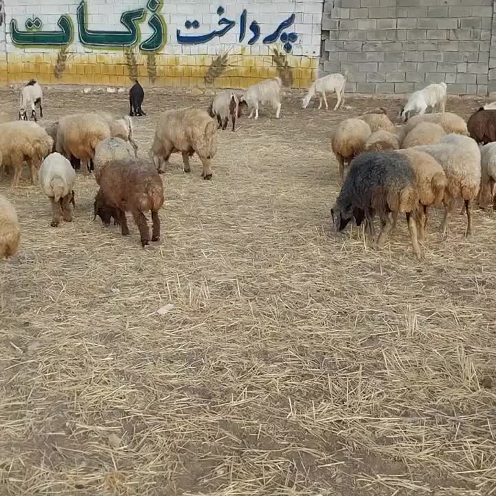 میش یا گوسفند|حیوانات مزرعه|کرمانشاه, |دیوار