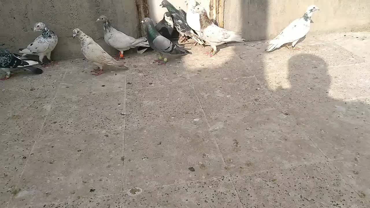 صیدقلدر|پرنده|مشهد, طبرسی شمالی|دیوار
