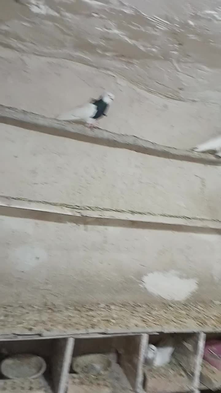 30عدد طوقی خالدار|پرنده|دیواندره, |دیوار