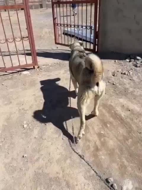 ماده|سگ|قره ضیاالدین, |دیوار