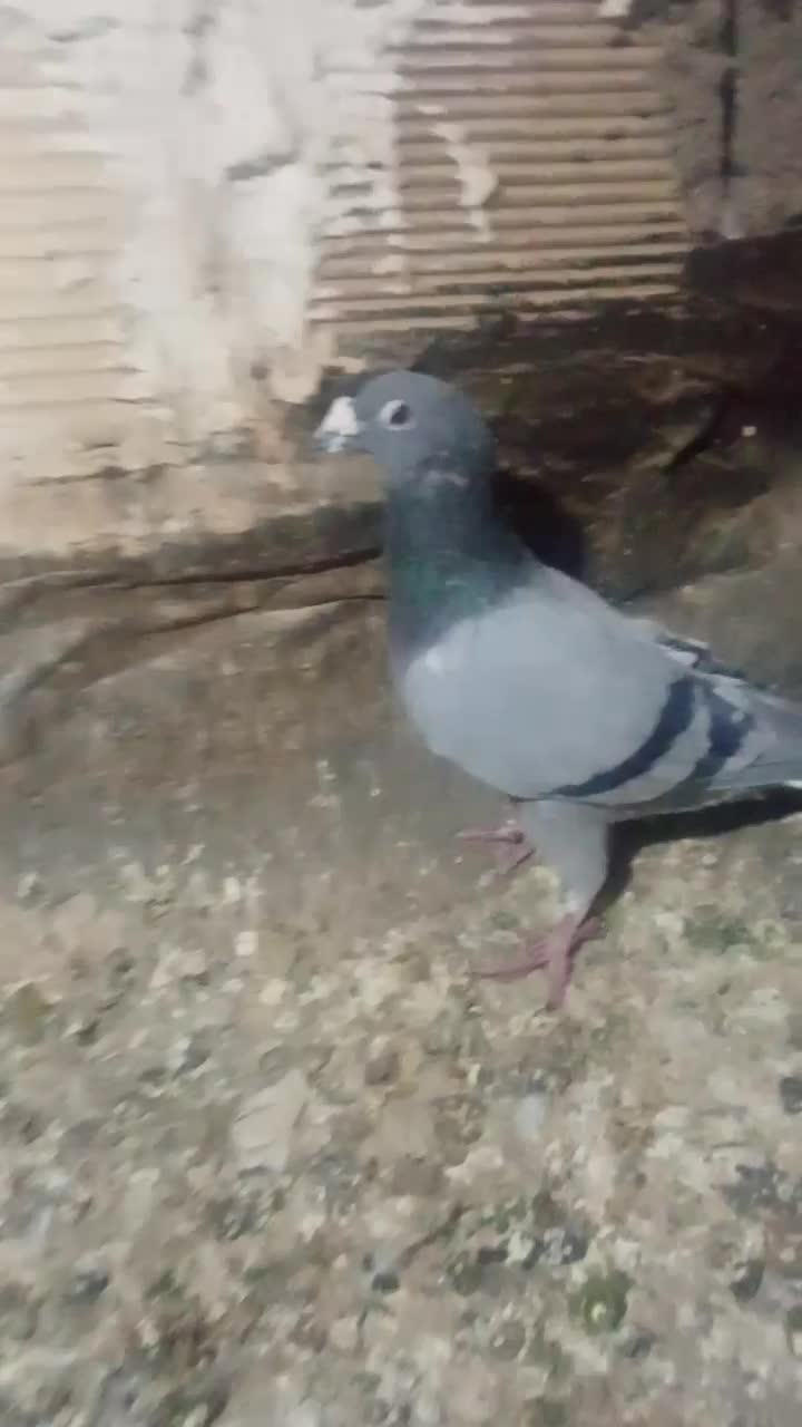 کفتر|پرنده|نیشابور, کوی حسینی|دیوار