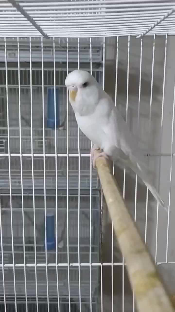 مرغ عشق نر انگلیسی چشم فالو|پرنده|زاهدان, |دیوار