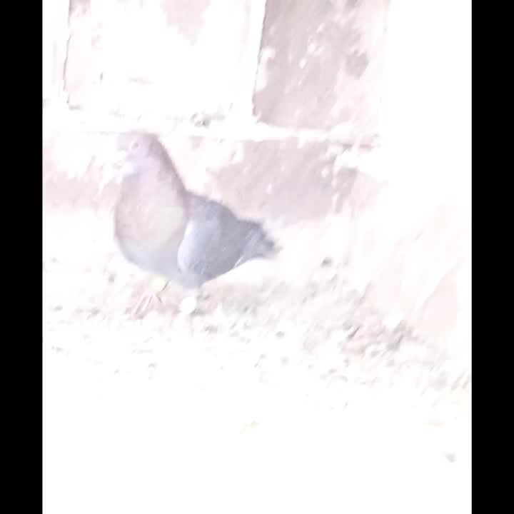 کبوتر یک عدد نر موشی طلا|پرنده|سده (خراسان جنوبی), |دیوار