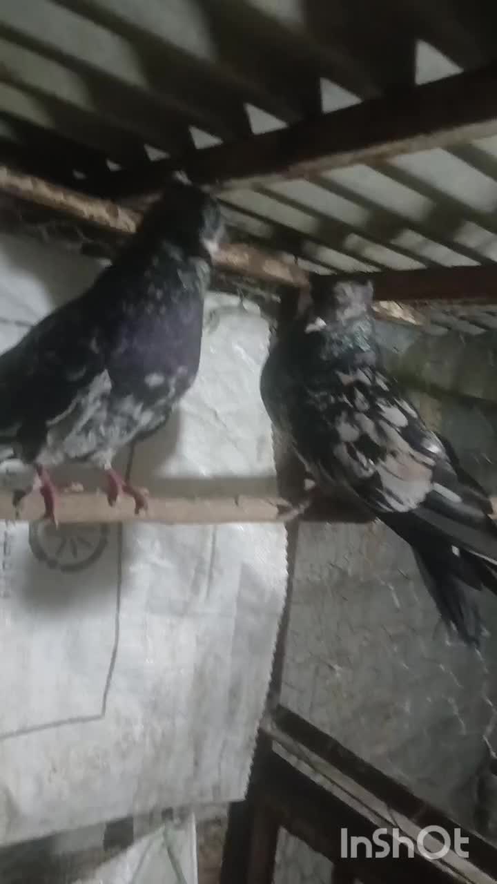 کبوتر سرور کاکلی|پرنده|دلند, |دیوار