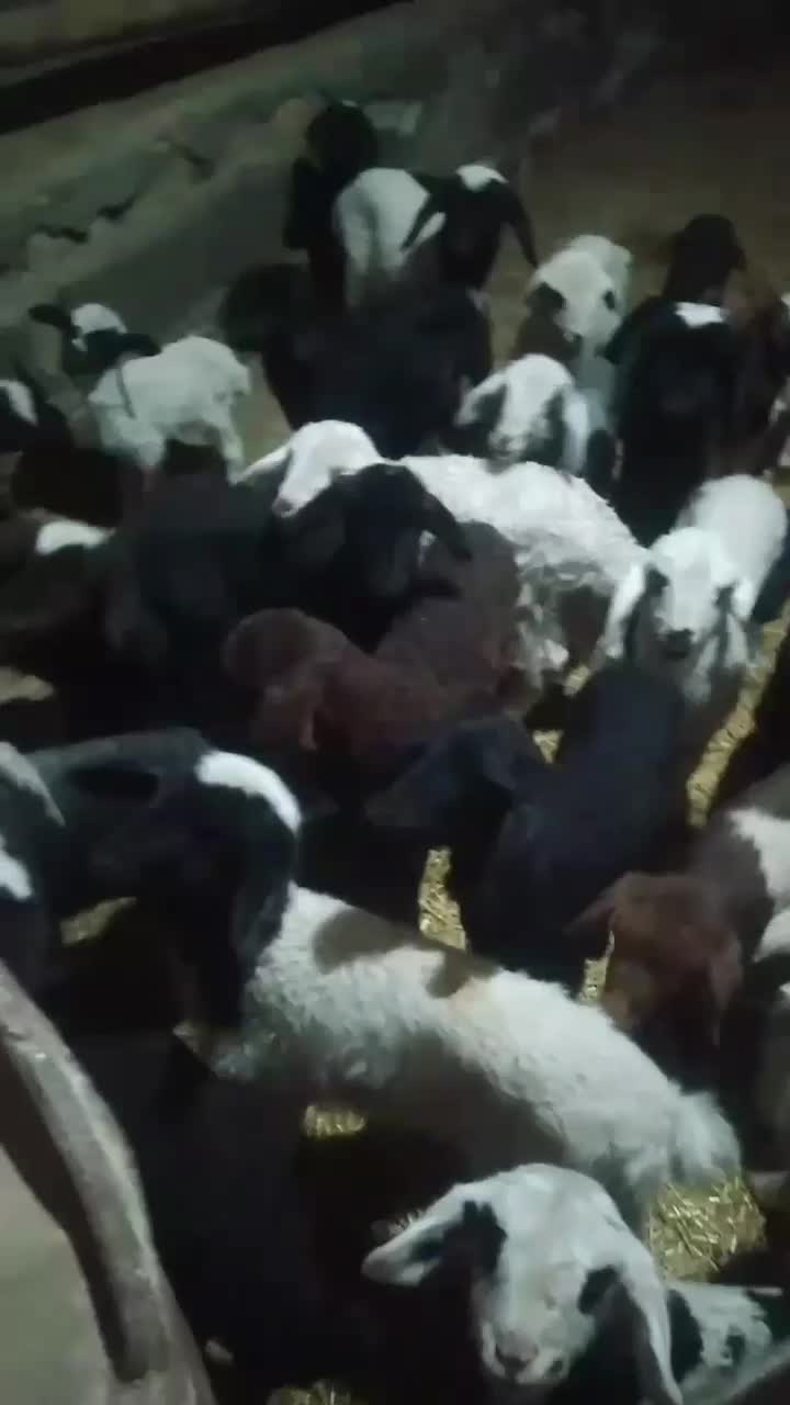 میش زاییده|حیوانات مزرعه|دلیجان, |دیوار