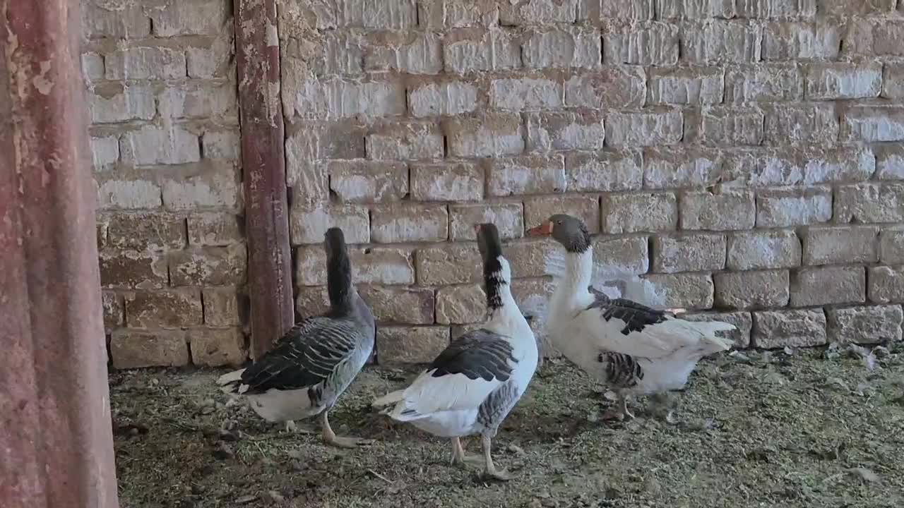 پرنده|پرنده|معصومیه, |دیوار