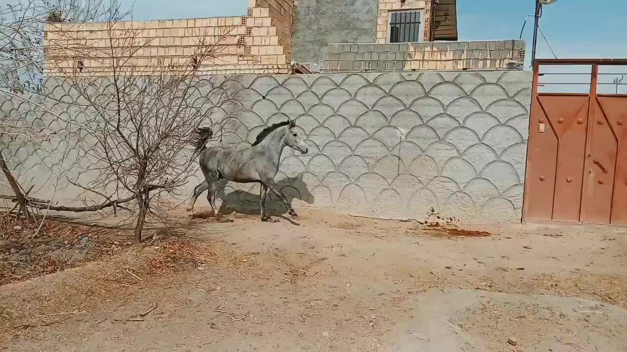 فروشی|اسب و تجهیزات اسب‌سواری|فلاورجان, |دیوار