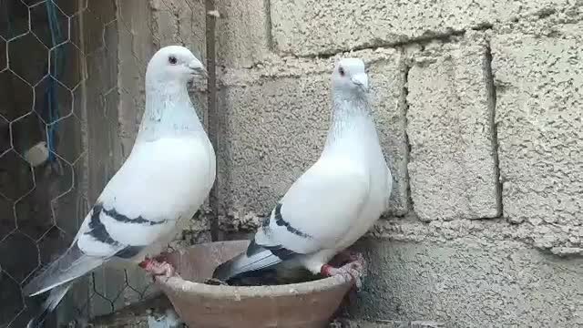 کبوتر شوریستر و موریس|پرنده|کازرون, |دیوار