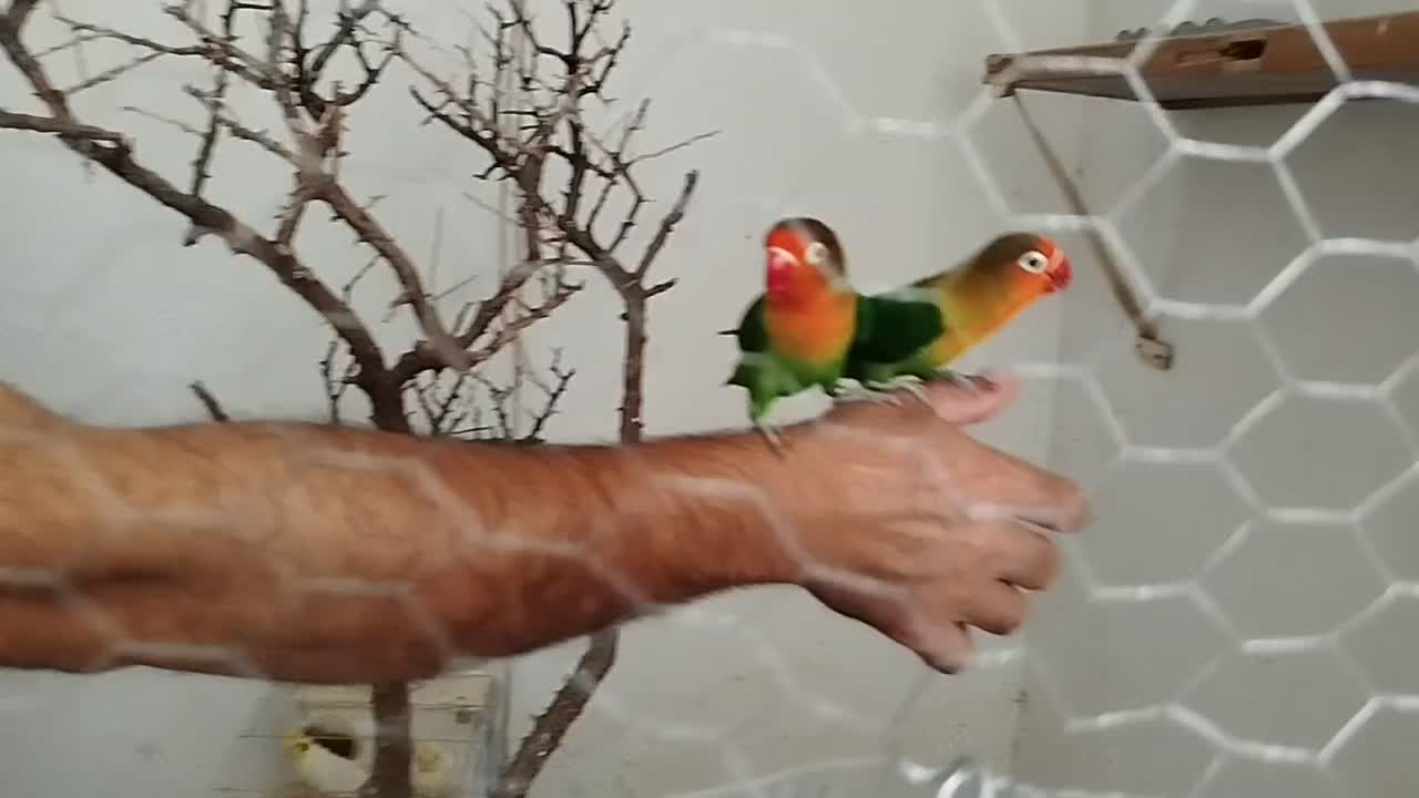 فروش 2جفت عروس هلندی مولد ویک جفت طوطی برزیلی مول|پرنده|دورود, |دیوار