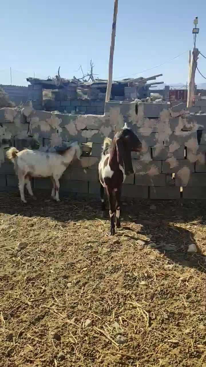 شاه بز گلابی کاموری استثنایی|حیوانات مزرعه|مشهد, بهشت|دیوار