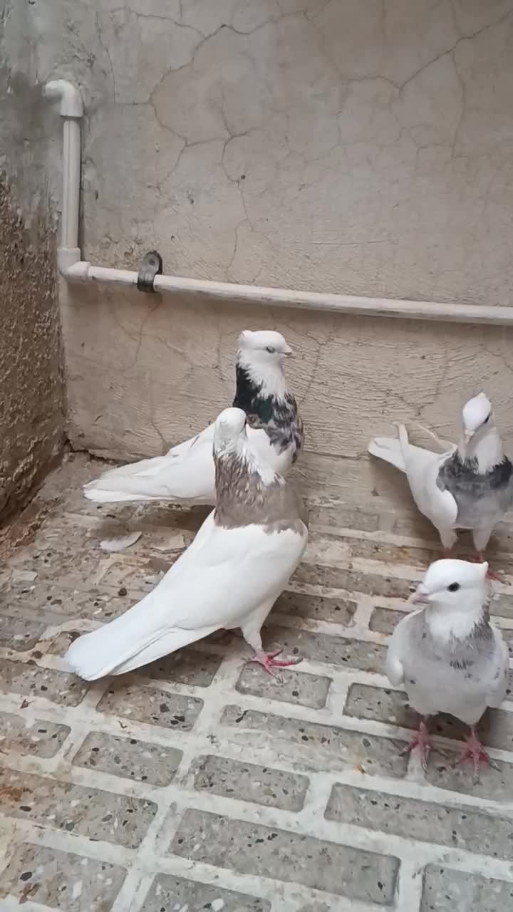 طوقی عتیقه عشق باز|پرنده|ایلام, |دیوار