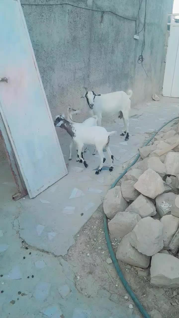 بز دوقلوزا|حیوانات مزرعه|بستک, |دیوار