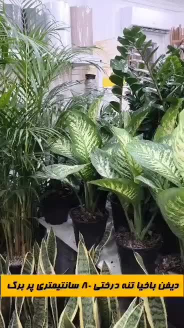 دیفن باخیا تنه درختی پر برگ|گل و گیاه طبیعی|بندرعباس, |دیوار