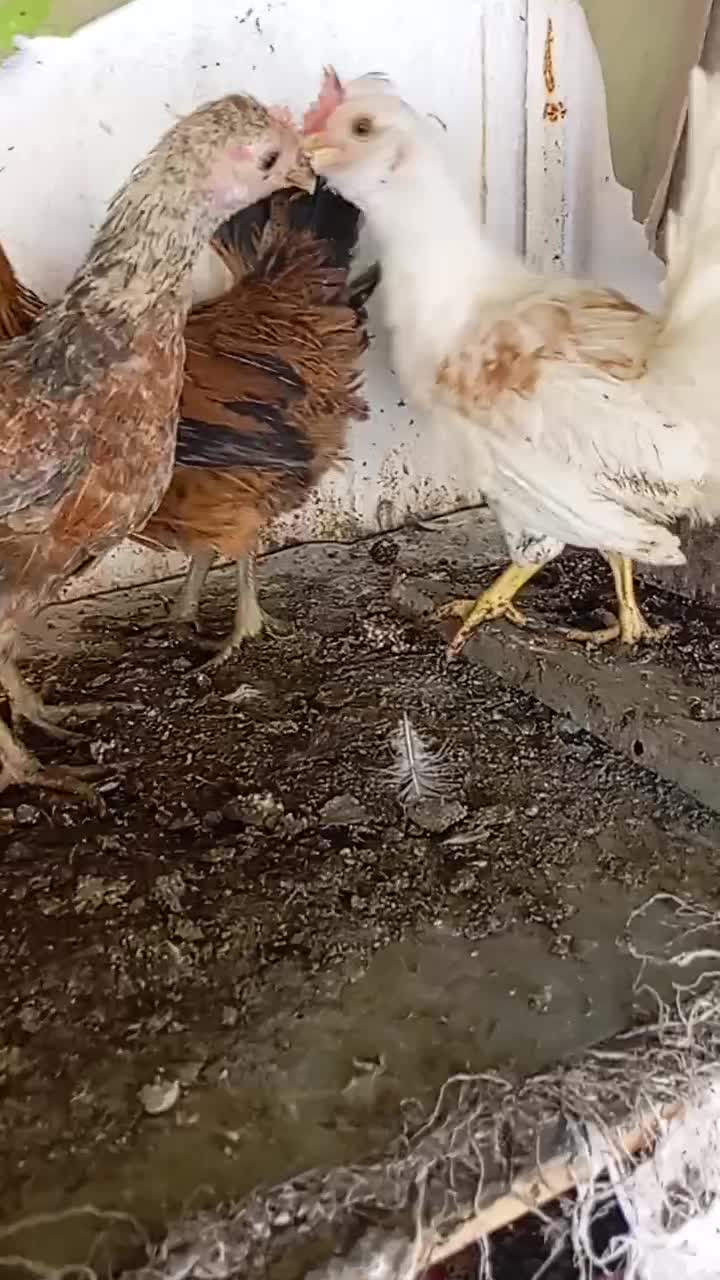 فروش نیمچه مرغ و خروس زینتی پاکر بوشهری و سبرایت|حیوانات مزرعه|کازرون, |دیوار