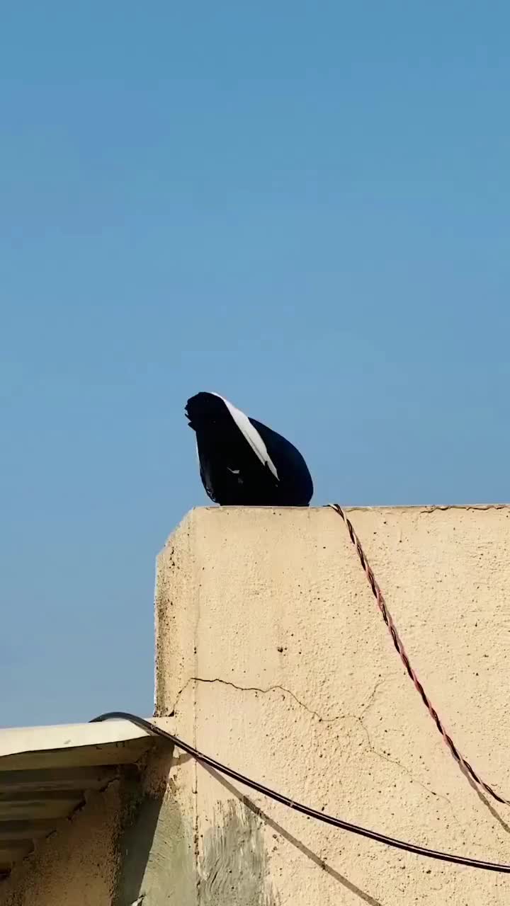سلام بز مری با کهره ماده|حیوانات مزرعه|جزنیک, |دیوار