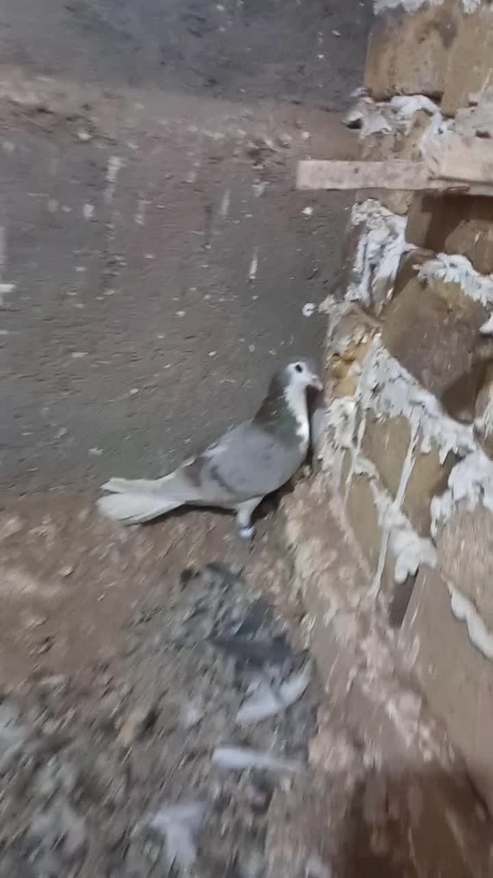 طوقی|پرنده|رشتخوار, |دیوار