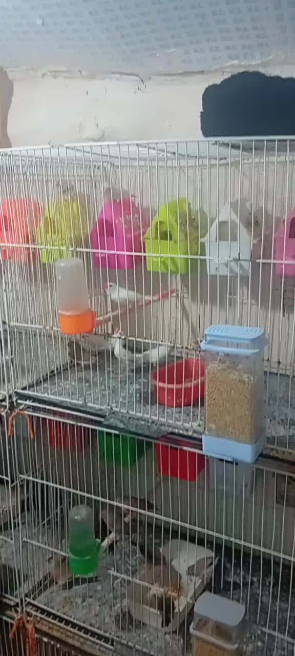 ۴۰جفت فنچ مولد با تخم وجوجه .معاوضه سیستم ماشین|پرنده|مشهد, عبادی|دیوار