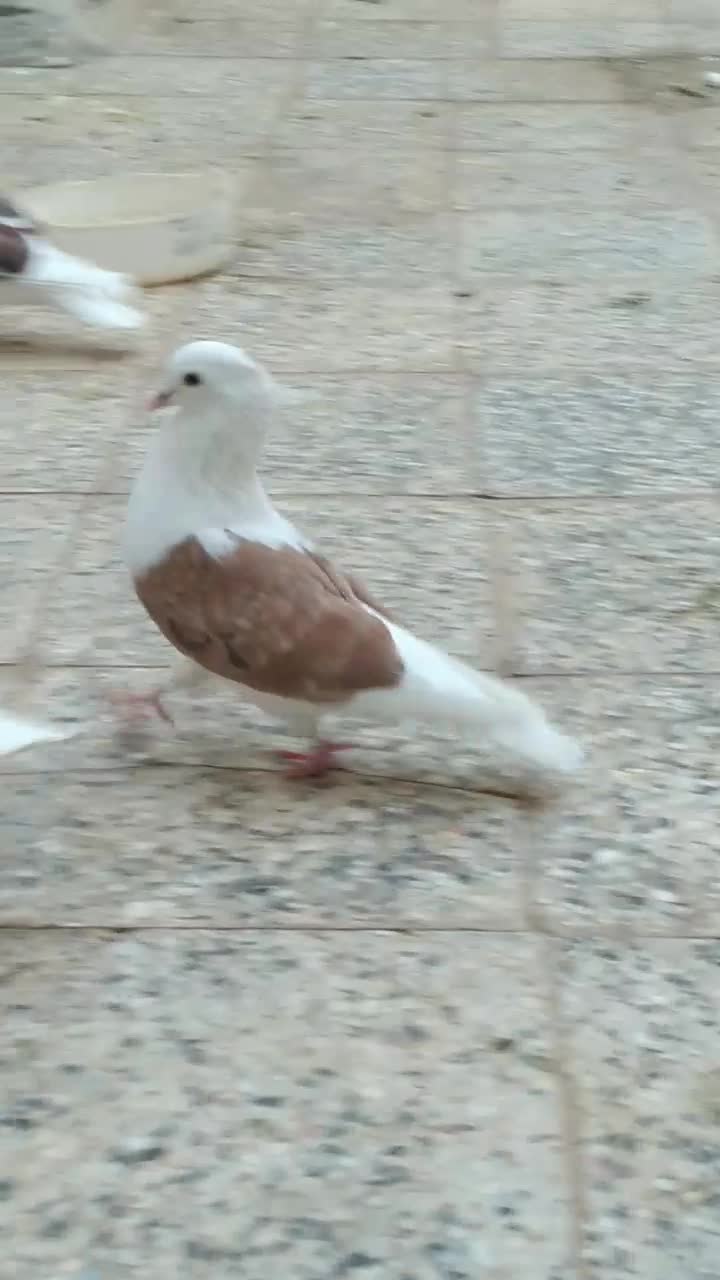 پرنده|پرنده|بروجرد, |دیوار