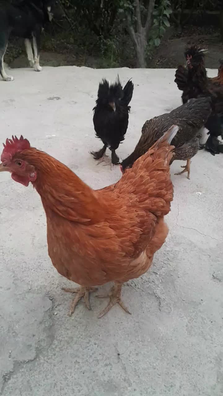 مرغ و خروس سلطان|حیوانات مزرعه|احمدآبادمستوفی, |دیوار