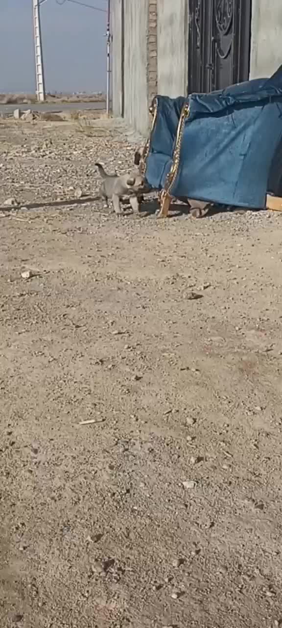 توله سرابی|سگ|هریس, |دیوار