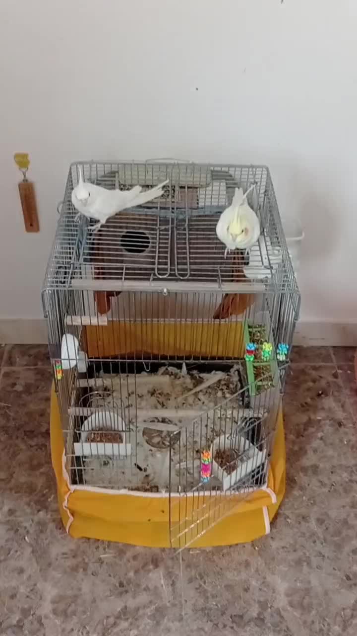 فروش فوری عروس هلندی شاه تخم فول مولد جوان|پرنده|فارسان, |دیوار