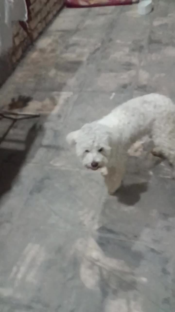 سگ شیتزو|سگ|شیراز, شاپورجان|دیوار