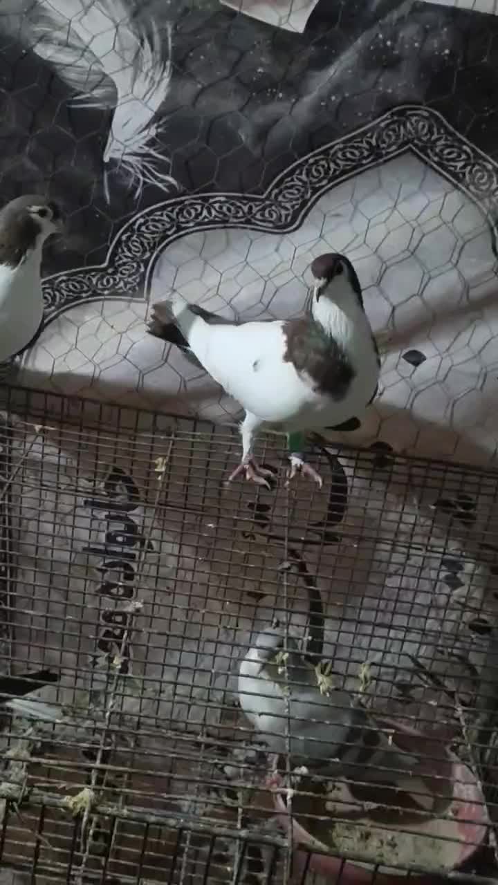 یک جفت چپ سرخ خونی|پرنده|بندر کنگان, |دیوار