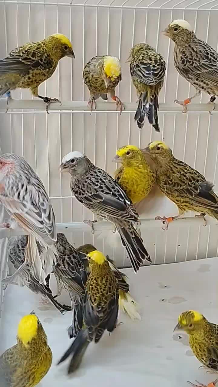 قناری لیزارد ،گلاستر ،یلو و موزاییکی|پرنده|کرج, فاز ۲ مهرشهر|دیوار