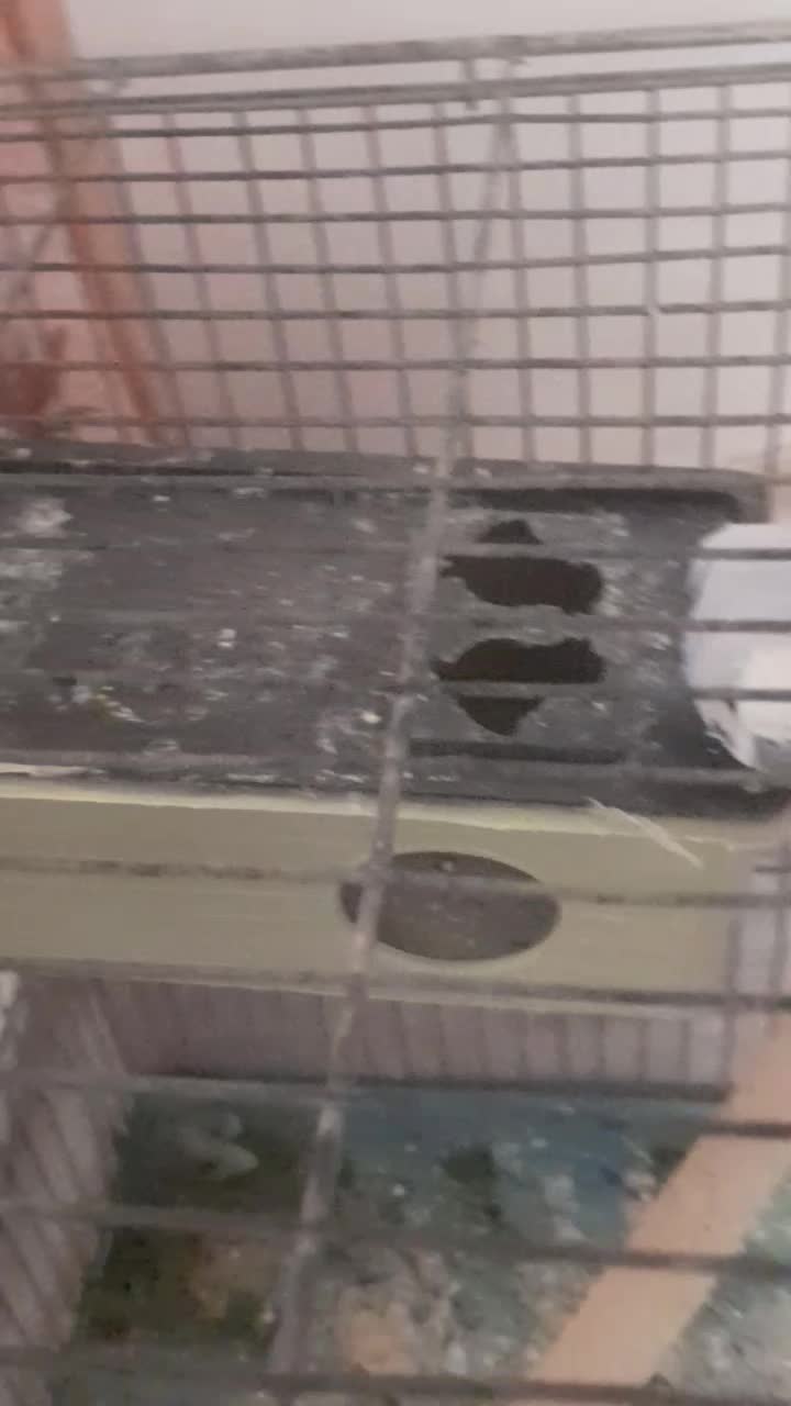 مرغ عشق|پرنده|صدرا-فارس, فاز ۲|دیوار