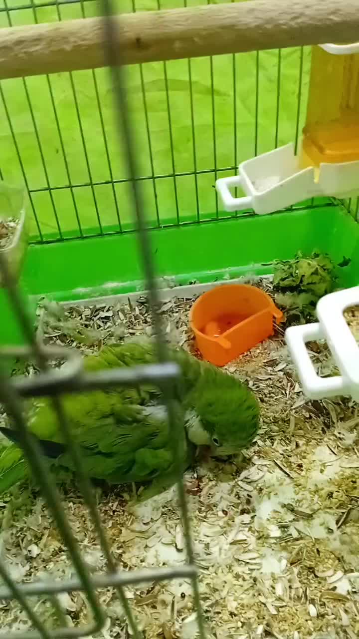 راهب سبز ماده|پرنده|تهران, بیسیم|دیوار