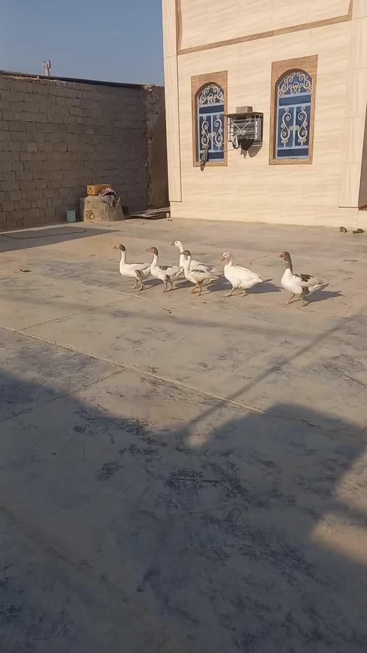 غاز|پرنده|چغادک, |دیوار