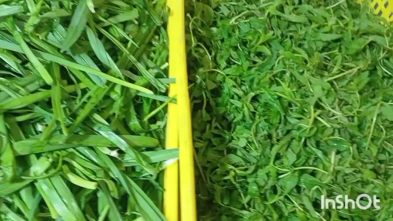 پخش عمده سبزی خوردشده به کل کرج|خوردنی و آشامیدنی|کرج, شهرک سهرابیه|دیوار