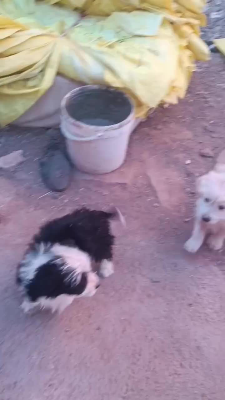 پاکوتاه خوشگل|سگ|تربت جام, میان جام|دیوار