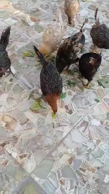 مرغ|حیوانات مزرعه|خرمشهر, |دیوار