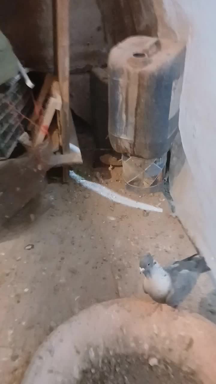 کلاغ کله سرخ ماده|پرنده|سبزوار, جهاد کشاورزی|دیوار