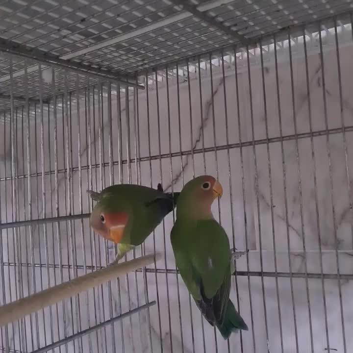 طوطی برزیلی مولد قیمت مناسب|پرنده|سرپل ذهاب, |دیوار