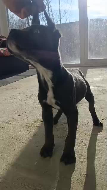 توله کن کورسو ماده|سگ|تهران, دانشگاه شریف|دیوار