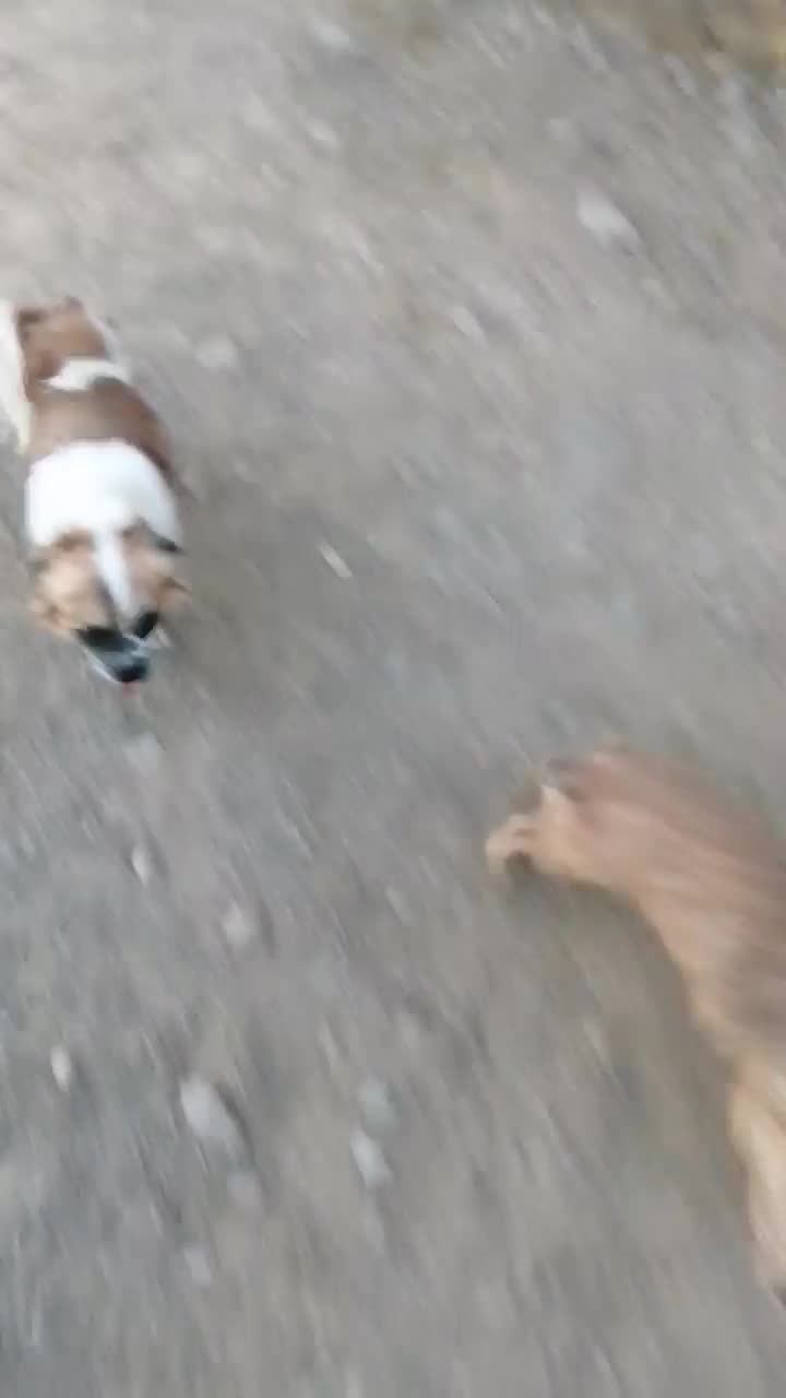 فروش یک جفت سگ پاکوتاه|سگ|میبد, |دیوار