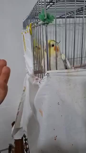 عروس هلندی|پرنده|قره ضیاالدین, |دیوار